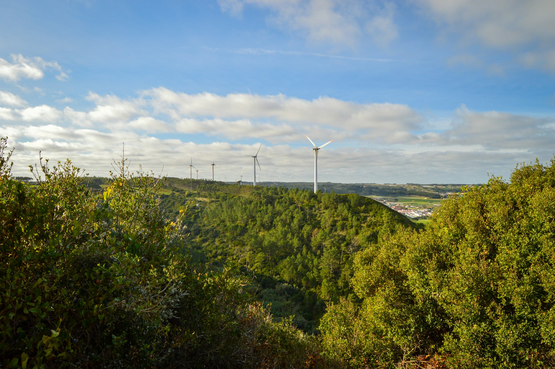 A view of a forest with wind mills in the distance